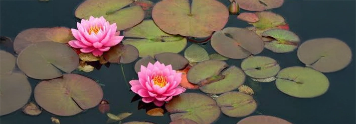 Somatic Chiropractic: Enter Network Spinal